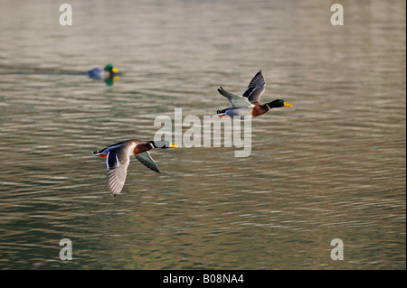 Stockente Enten (Anas Platyrhynchos), Männchen, Erpel Stockfoto