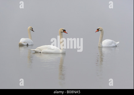 3 Höckerschwäne (Cygnus Olor) Stockfoto