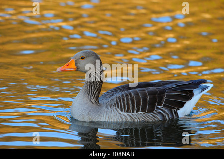 Graugans (Anser anser) Stockfoto