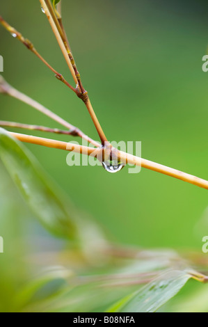 Wassertropfen auf einem Bambusstiel Stockfoto