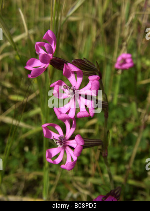 Zwerg, Pink Star, gespaltenen-blättrige Campion (Silene Colorata), Blüten, Italien, Sizilien Stockfoto