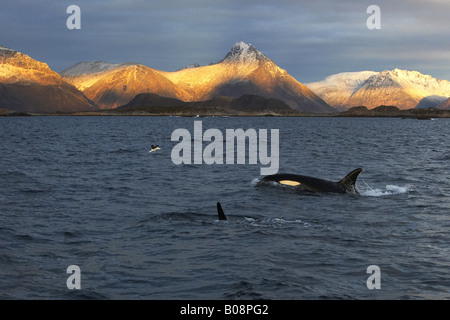 Orca, großer Schwertwal, Grampus (Orcinus Orca), vor der Küste Landschaft, Lofoten Inseln, Norwegen, Skokkelvik, Vestvagoya Stockfoto