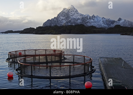 Lachsfarm, Norwegen, Lofoten-Inseln, Vagan Kabelvag Stockfoto