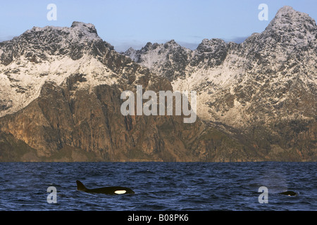 Großer Schwertwal, Orca, zwei Individuen vor Küstenlandschaft, Norwegen, Lofoten-Inseln, Vagan, Grampus (Orcinus Orca) Stockfoto