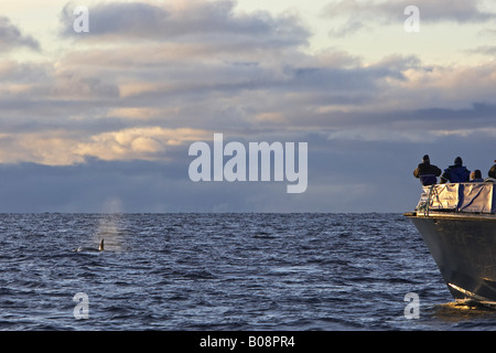 Großer Schwertwal, Orca, Grampus (Orcinus Orca) und Wal Safariboot, Norwegen, Lofoten-Inseln, Vestfjord Stockfoto