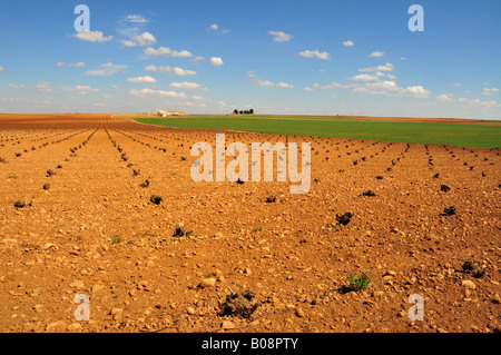 Trockenen Agrarlandschaft in der Nähe von Tomelloso, Provinz Ciudad Real, Spanien Stockfoto