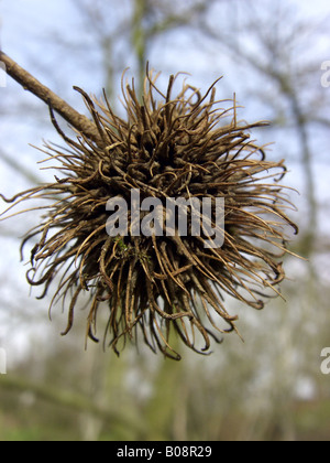 Formosa Amberbaum (Liquidambar Formosana), Blütenstand Stockfotografie