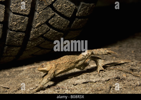 Europäischen gemeinsamen Kröte (Bufo Bufo), springen vor Pkw-Reifen, Deutschland, Schleswig-Holstein Stockfoto