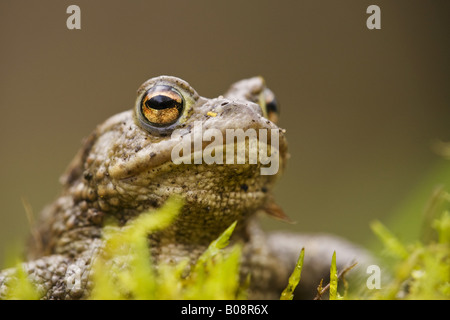 Europäischen gemeinsamen Kröte (Bufo Bufo), männliche in Moos, Porträt, Deutschland, Baden-Württemberg Stockfoto