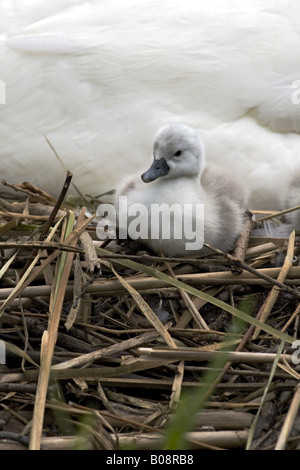 Höckerschwan (Cygnus Olor), Küken, Deutschland Stockfoto