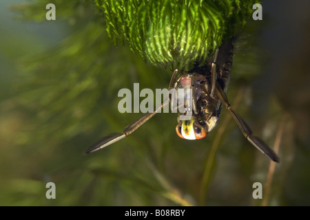 Backswimmers (Wasser Schiffer) (Notonectidae), mit Beute unter Wasser, Deutschland, Schleswig-Holstein Stockfoto