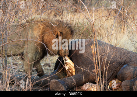 Männlicher Löwe (Panthera Leo) auf Elefanten füttern Beute, Moremi National Park, Botswana, Afrika Stockfoto