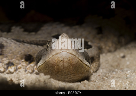 stupsnasige Viper, Latastes Viper (Vipera Latastei, Vipera Latastei Garditana), Weiblich, Porträt, Spanien, Andalusien, Donana Nati Stockfoto