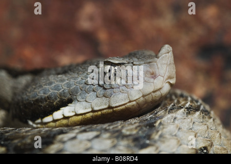 stupsnasige Viper, Latastes Viper (Vipera Latastei, Vipera Latastei Garditana), Weiblich, Porträt, Spanien, Andalusien, Donana Nati Stockfoto