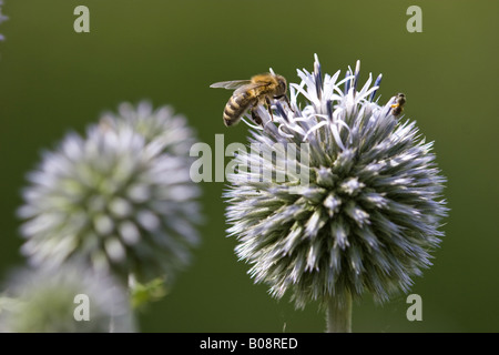 große Globethistle, große Globus-Distel, riesige Globe Thistle (Echinops Sphaerocephalus), mit Honigbiene (Apis Mellifera), Germa Stockfoto