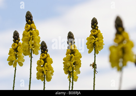 Popcorn-Senna, Candle Bush, Golden Wonder (Cassia Didymobotrya, Senna Didymobotrya), mehrere Blütenstände vor blauem Himmel Stockfoto