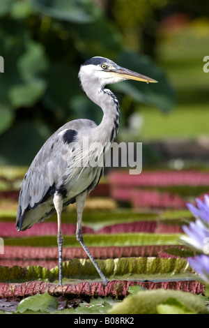 Graureiher (Ardea Cinerea), zu Fuß auf den Blättern von Giant Water Lily, Victoria regia Stockfoto