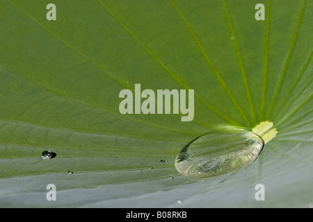 Ost-indischen Lotus (Nelumbo Nucifera), Lotuseffekt, Abrollen Wassertropfen auf einem Blatt, Deutschland Stockfoto