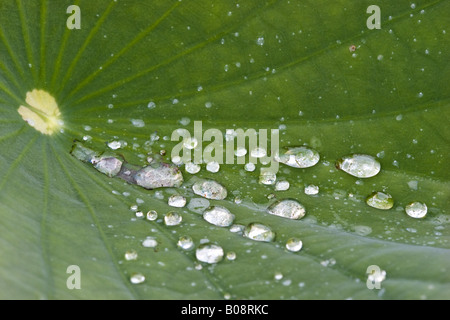 Ost-indischen Lotus (Nelumbo Nucifera), Lotuseffekt, Abrollen Wassertropfen auf einem Blatt, Deutschland Stockfoto