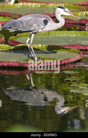 Graureiher (Ardea Cinerea), auf den Blättern von Giant Water Lily, Victoria Amazonica, Victoria regia Stockfoto