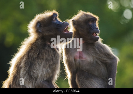 Gelada, Gelada Paviane (Theropithecus Gelada), zwei Frauen schreien bei Gegenlicht, Deutschland Stockfoto