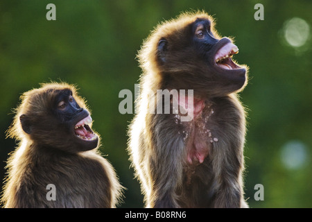 Gelada, Gelada Paviane (Theropithecus Gelada), zwei Frauen schreien bei Gegenlicht Stockfoto