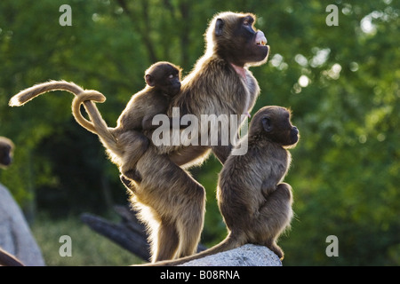 Gelada, Gelada Paviane (Theropithecus Gelada), Weibchen mit Reiten, Welpen und Heranwachsende Individuum; Femal zeigt Beschwichtigung gest. Stockfoto