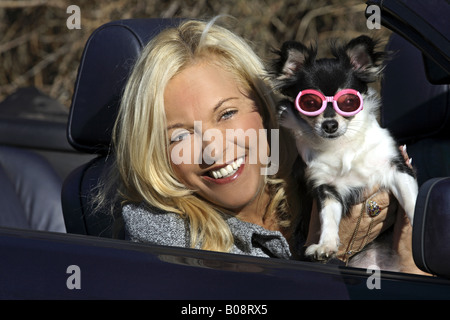 Chihuahua (Canis Lupus F. Familiaris), blonde Frau sitzt in einem offenen Wagen mit einem langhaarigen Chihuahua Hund mit pi Stockfoto