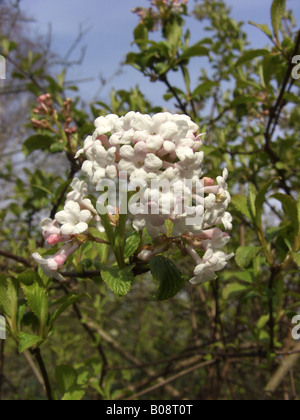 Duftender Schneeball (Viburnum Farreri), Zweig mit Blüten Stockfoto