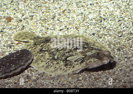 Rotzunge (Microstomus Kitt), getarnt auf dem Meeresgrund Stockfoto