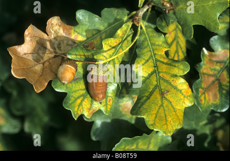 Stieleiche pedunculate Eiche Englisch Eiche (Quercus Robur), Reife Früchte im Herbst Stockfoto