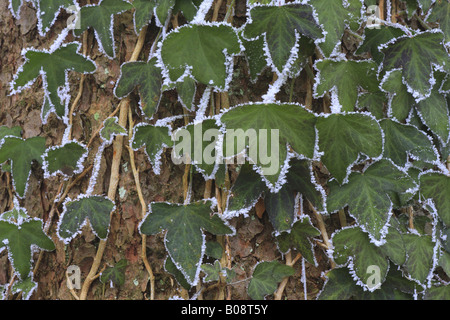 Englisch Efeu, gemeinsame Efeu (Hedera Helix), Efeublätter am Baumstamm mit Raureif, Schweiz Stockfoto