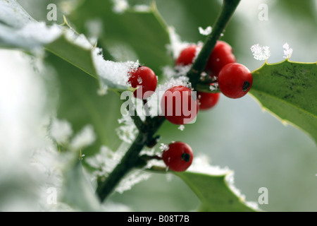 gemeinsamen Stechpalme, englische Stechpalme (Ilex Aquifolium), rote Beeren mit Raureif im Winter, Schweiz Stockfoto