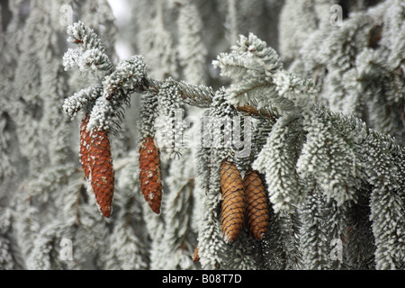 Gemeine Fichte (Picea Abies), mit Raureif im Winter, Schweiz Stockfoto