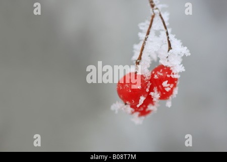 Guelder-Rose Schneeball (Viburnum Opulus), rote Beeren mit Raureif im Winter, Schweiz Stockfoto