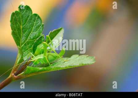 Eiche Bush-Cricket oder Trommeln Grashuepfer (Meconema Thalassinum) Stockfoto