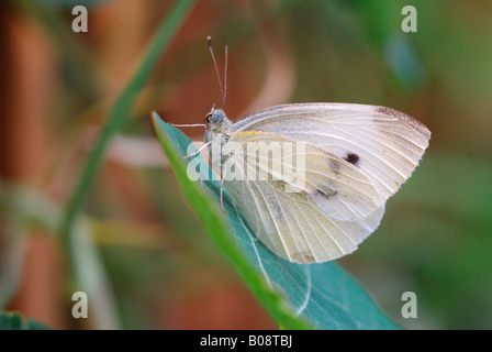 Große weiße oder Kohlweißling Schmetterling (Pieris Brassicae) Stockfoto