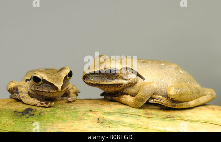 Gemeinsamen Laubfrosch (Polypedates Leucomystax), großen Sunda-Inseln Stockfoto