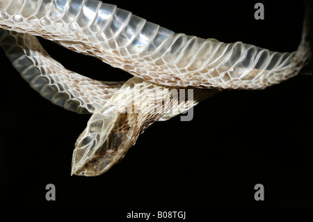 Gemeinsamen Ei Esser oder rhombischen Ei-Esser (Dasypeltis Scabra) Schlangenhaut nach vergießen, Ostafrika Stockfoto