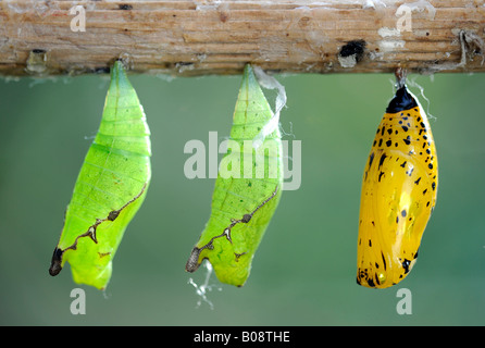 Papier Kite oder Reispapier Schmetterlinge (Idee Leuconoe), pupated Stockfoto