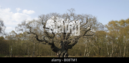Major Oak im Sherwood Forest Stockfoto