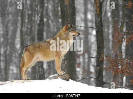 Mackenzie Tal Wolf, Rocky Mountain Wolf, Alaska- oder kanadischen Timber Wolf (Canis Lupus Occidentalis) stehen stolz in einem Stockfoto