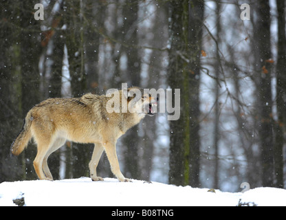 Mackenzie Tal Wolf, Rocky Mountain Wolf, Alaska- oder kanadischen Timber Wolf (Canis Lupus Occidentalis) entblößt seine Zähne in einem Stockfoto