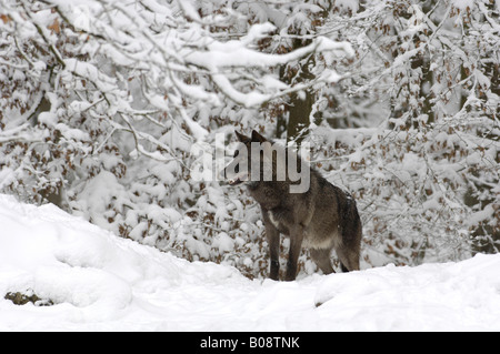 Mackenzie Tal Wolf, Rocky Mountain Wolf, Alaska- oder kanadischen Timber Wolf (Canis Lupus Occidentalis) stehen in einem Schnee-cov Stockfoto