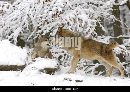 Zwei Wölfe der Mackenzie-Tal, Rocky Mountain Wölfe, Alaska- oder kanadischen Timber Wolf (Canis Lupus Occidentalis) vorläufig Stockfoto