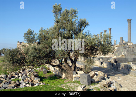 Antiken griechisch-römischen Ruinen und eine Olive tree, Umm Qais Gadara, Jordanien, Naher Osten, Asien Stockfoto