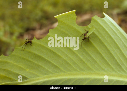 Blatt-Schneiden Ameisen oder Blattschneidern (Atta Cephalotes) verbraucht ein Blatt, Belize, Mittelamerika Stockfoto
