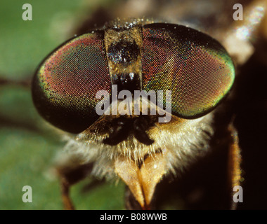 Kerbe-gehörnte Cleg oder Pferdefliege (Haematopota Pluvialis), Facettenauge Stockfoto