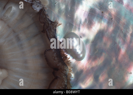 Perle-Auster (Pinctada spec.), Perlmutt, Perlmutt Stockfoto