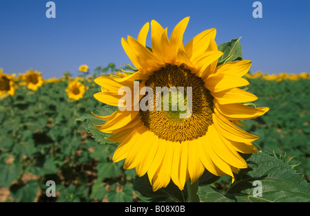 Nahaufnahme einer Sonnenblume (Helianthus Annuus) in einem Feld von Sonnenblumen, Andalusien, Spanien Stockfoto